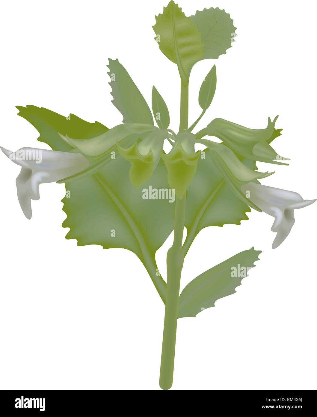 Lemon Balm Plant Stock Vector Image & Art - Alamy