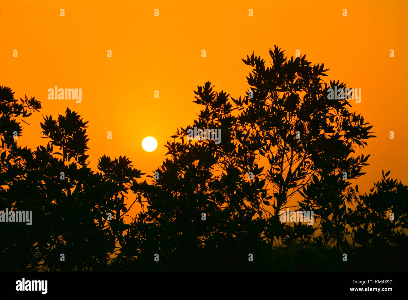 Sunrises in Saudi arabia with orange sky and silhouette trees Stock Photo