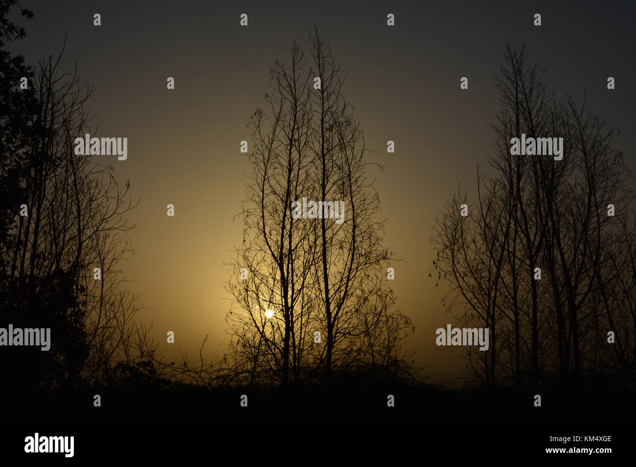 Sunrises in Saudi arabia with golden sky and silhouette trees Stock Photo
