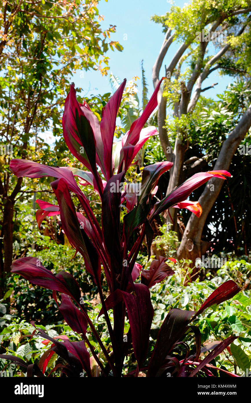 Cordyline plant with long red leaves, Costa Rica Stock Photo