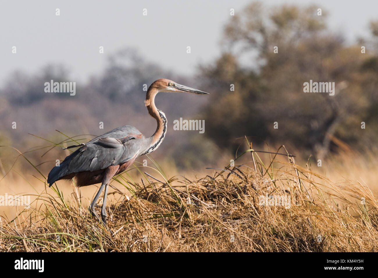 Goliath heron (Ardea goliath) standing in grass along river edge Bwabwata National Park, Namibia Stock Photo