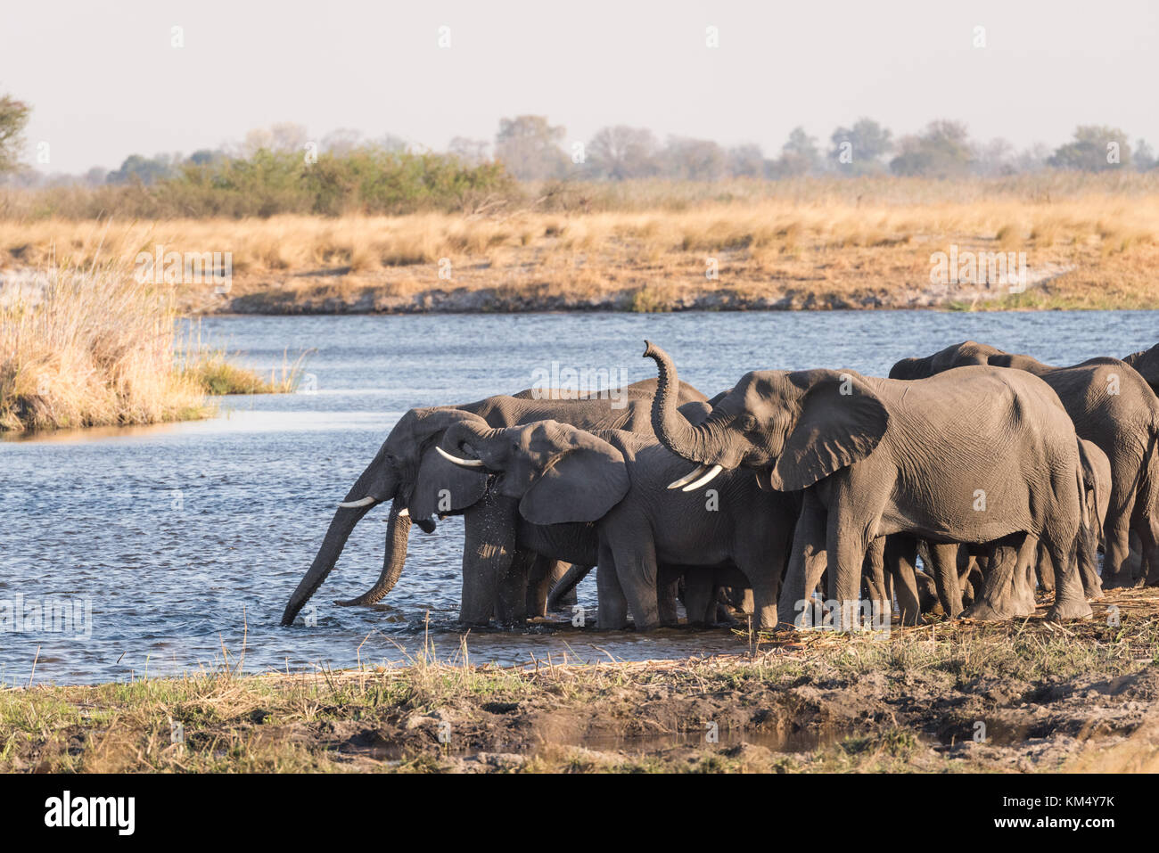 Large adult elephant (Loxodonta) stands guard in front of other elephants drinking in river Bwabwata National Park, Namibia Stock Photo