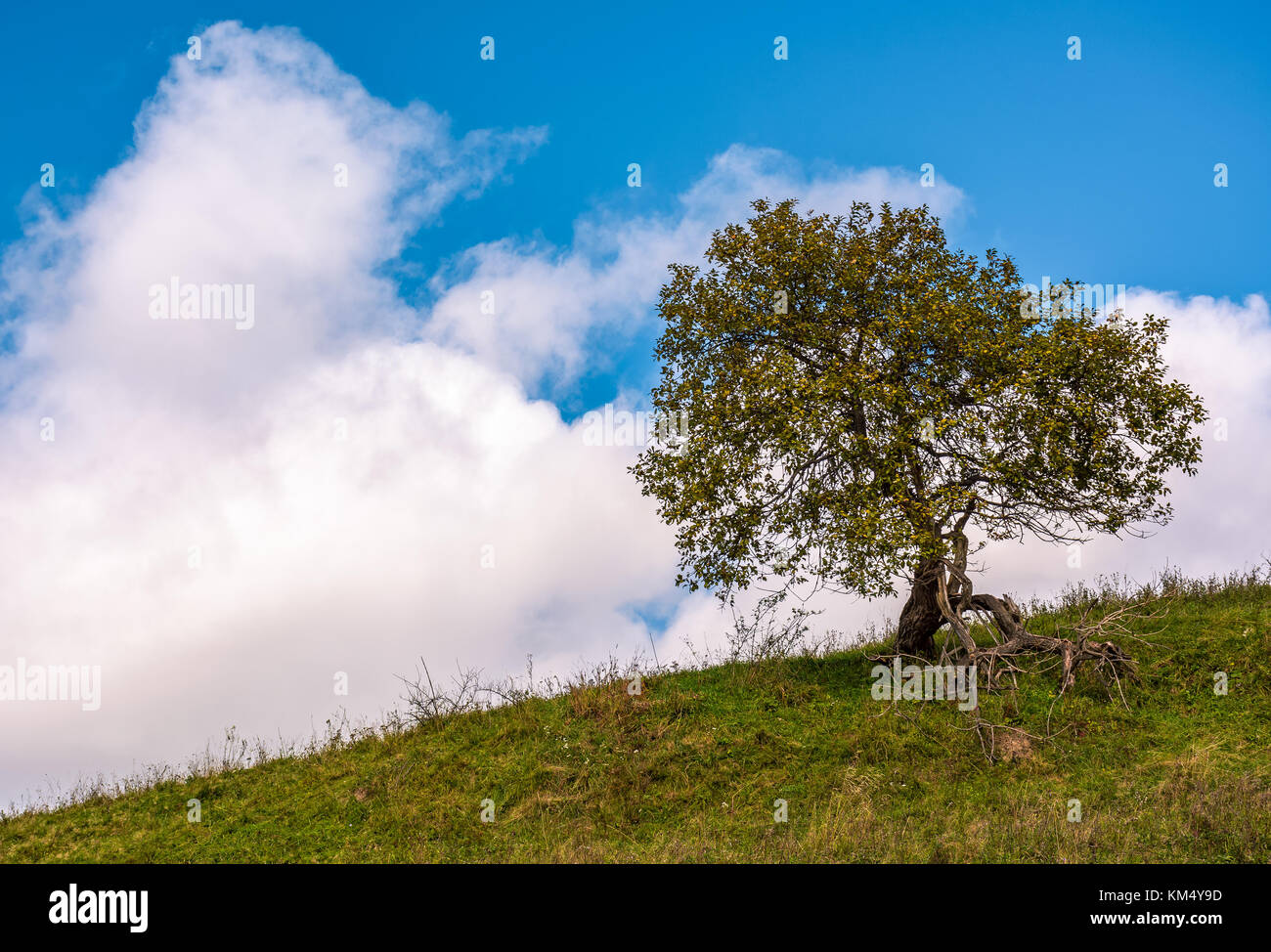 lonely tree on a grassy hillside with huge white cloud on the blue sky ...