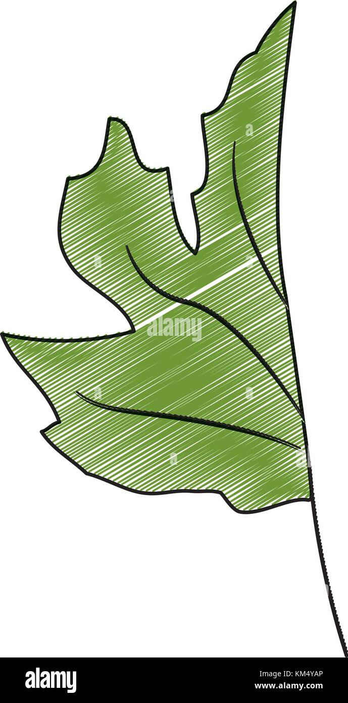 Isolated leaf design Stock Vector Image & Art - Alamy
