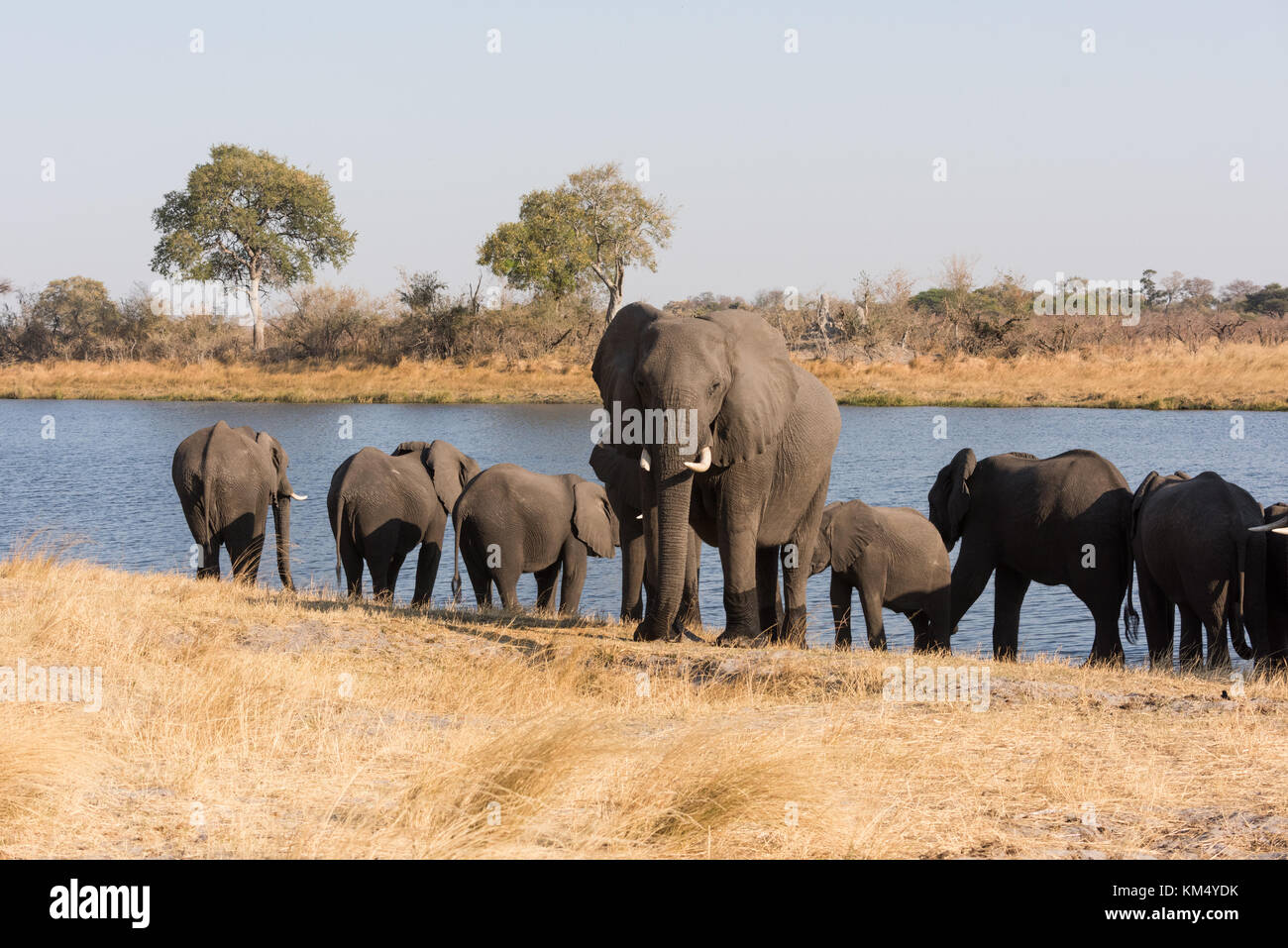Large adult elephant (Loxodonta) stands guard in front of other elephants drinking in river Bwabwata National Park, Namibia Stock Photo
