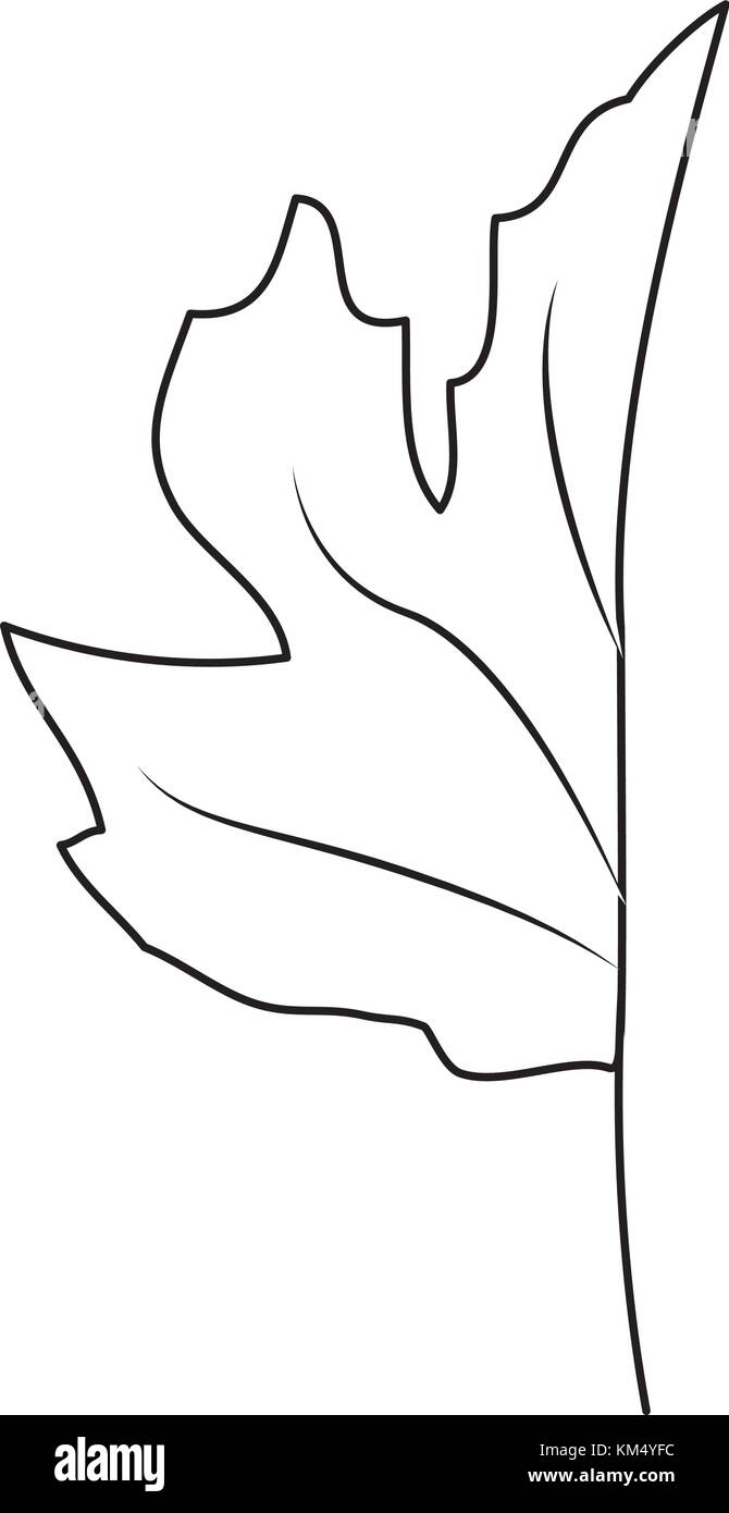 Isolated leaf design Stock Vector Image & Art - Alamy