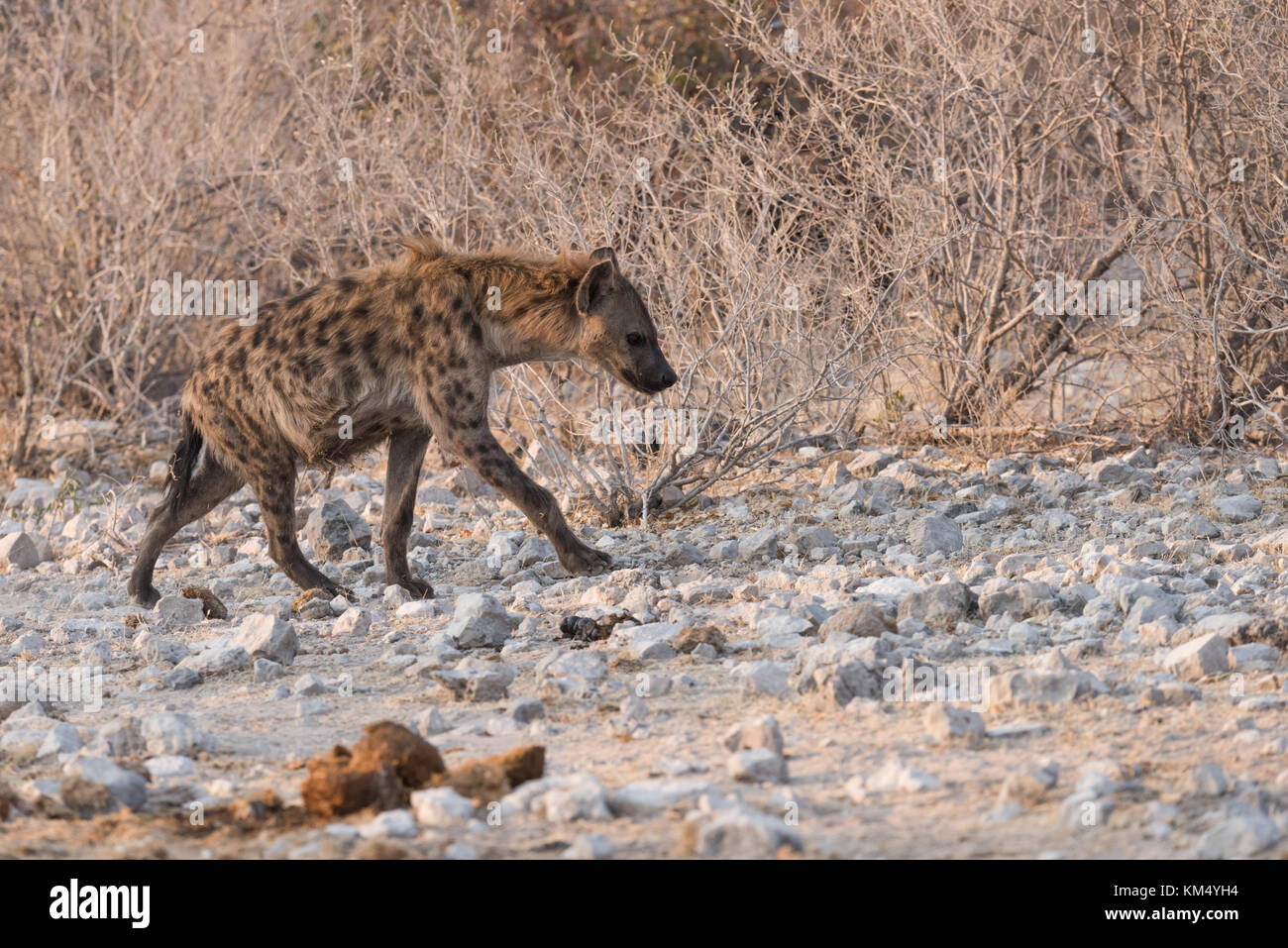 Spotted Hyena (Crocuta crocuta) walking in sparse landscape Etosha National Park, Namibia Stock Photo