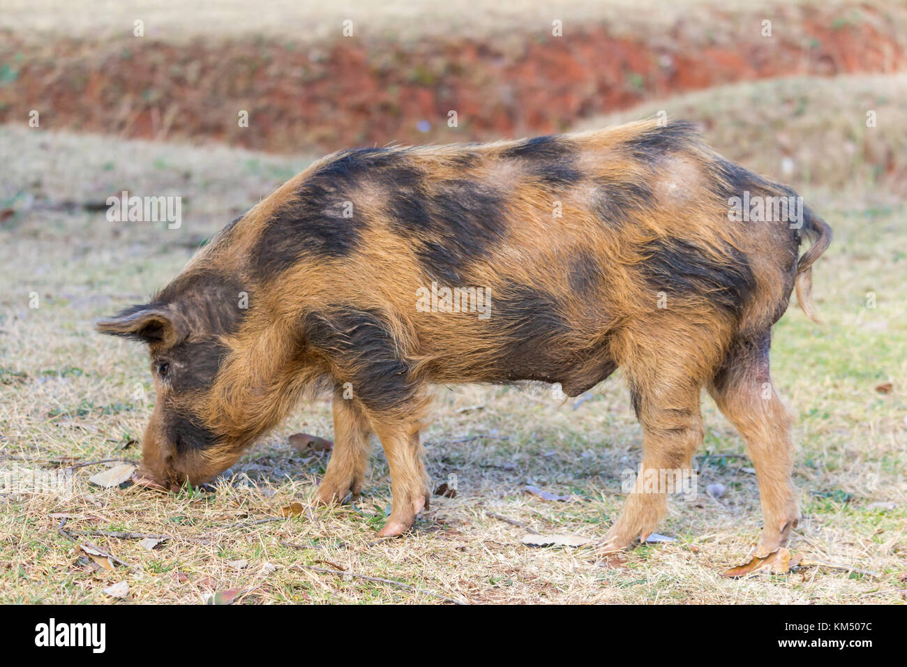 Spotted pig foraging for food Stock Photo