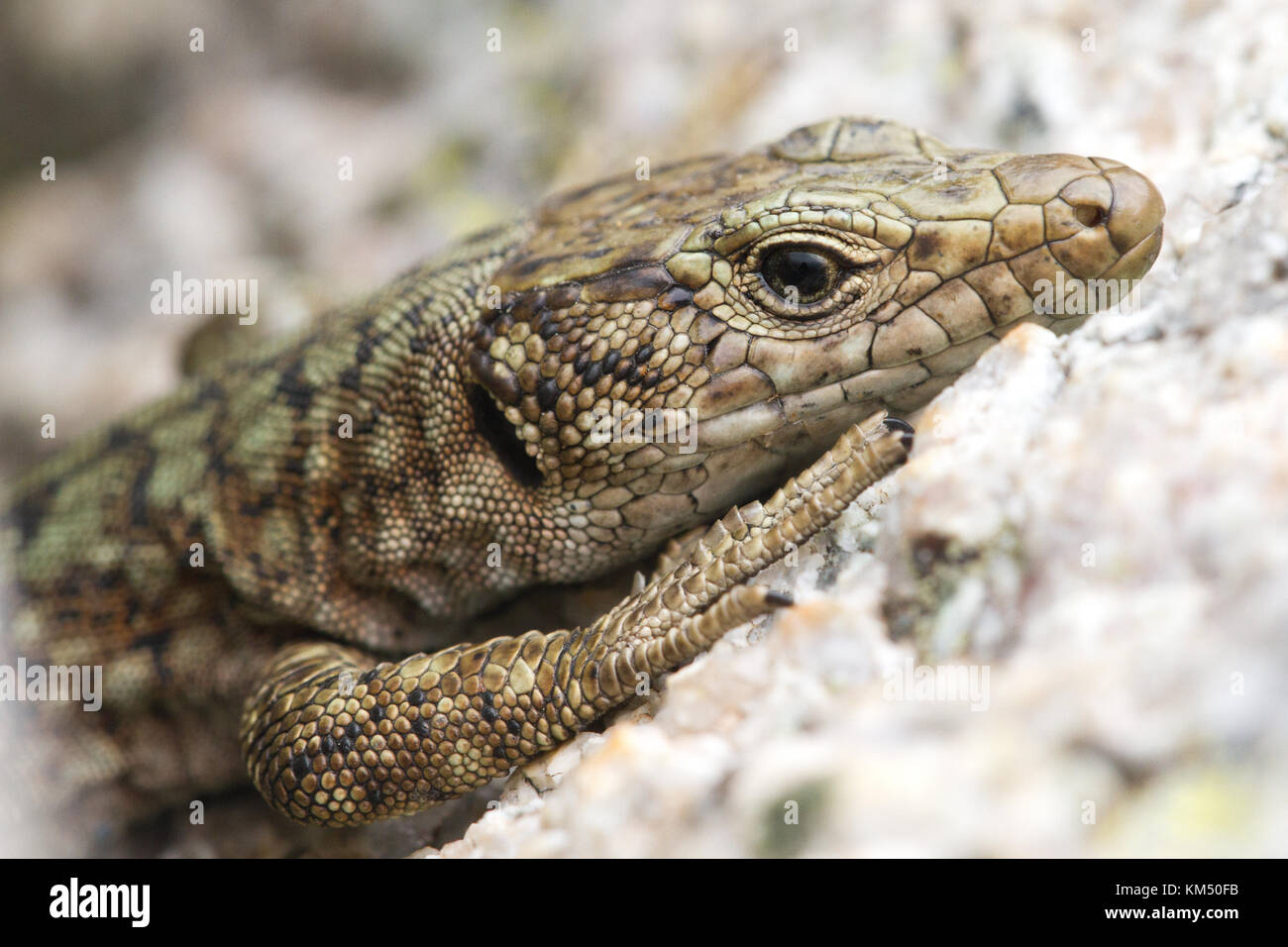 Archeolacerta bedriagae, an endemic mountain lizard of Corsica and Sardinia islands, Mediterranean Sea, Europe. Stock Photo