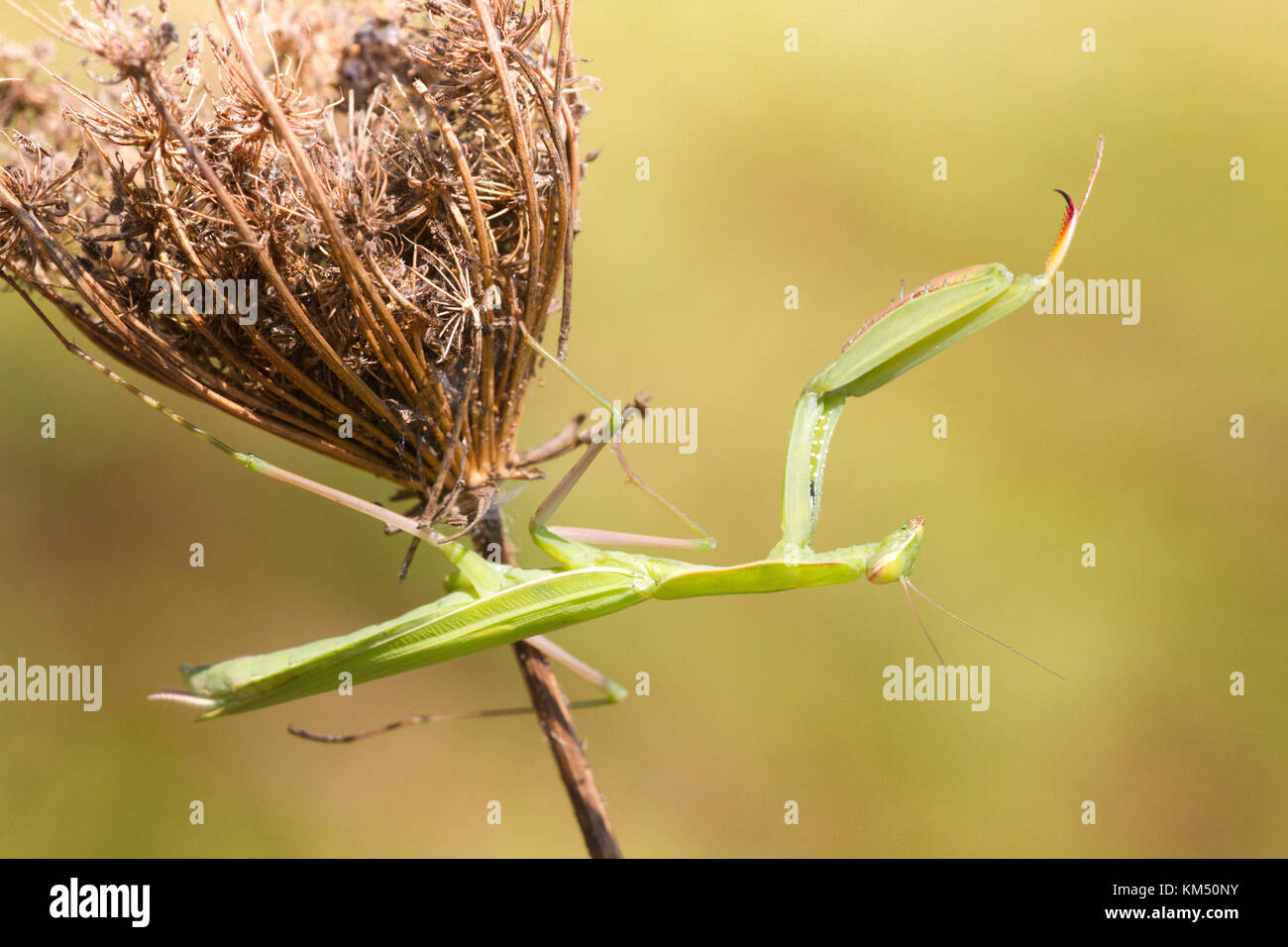 A male praying mantis (Mantis religiosa) is waiting for a prey on dead grass, Stock Photo