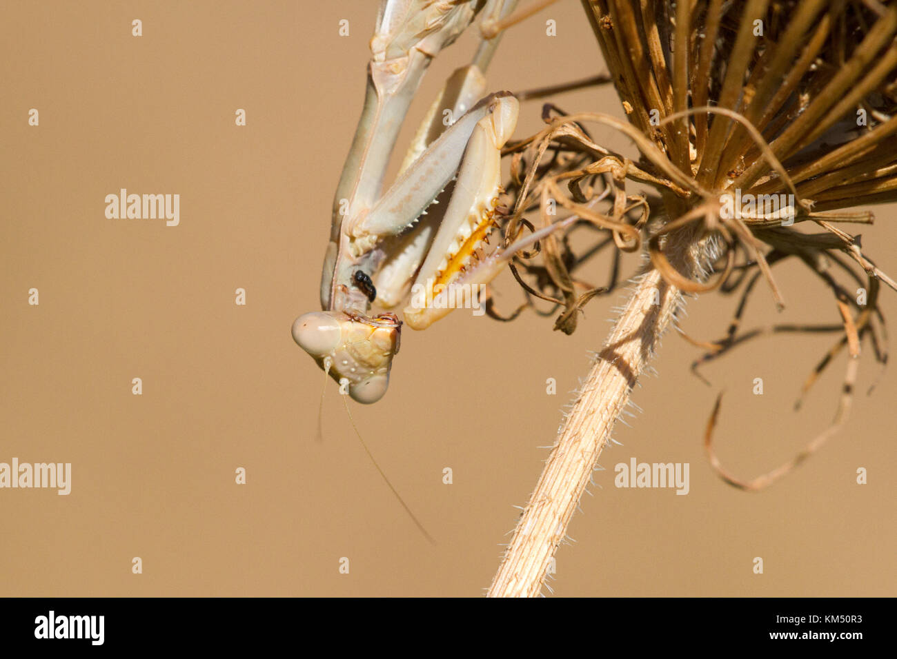 A praying mantis (Mantis religiosa) is waiting for a prey on dead grass, Stock Photo