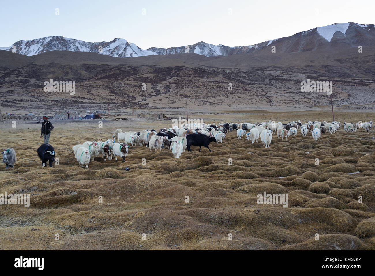 Herd of pashmina goats from Changpa nomads, Tso Moriri, Ladakh, Jammu and Kashmir, India. Stock Photo