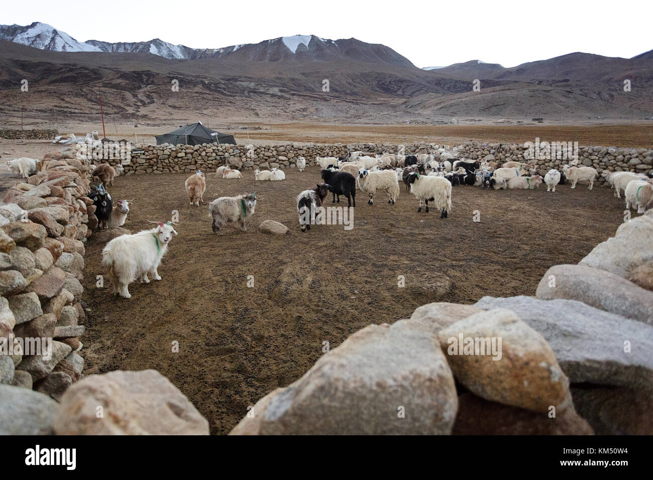 Herd of pashmina goats from Changpa nomads in ther fenced shelter, Tso Moriri, Ladakh, Jammu and Kashmir, India. Stock Photo