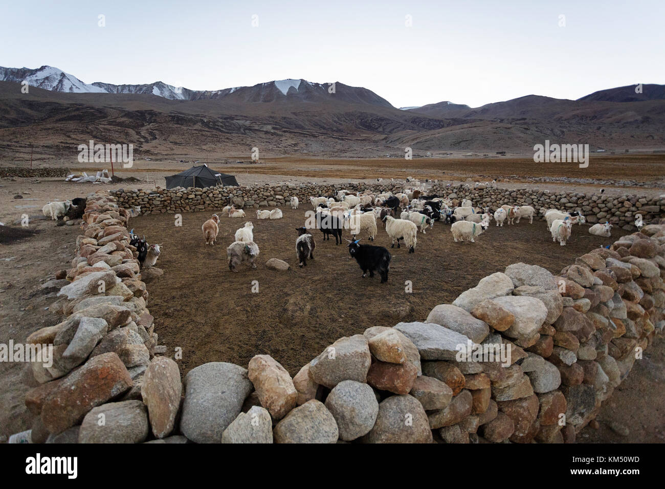 Herd of pashmina goats from Changpa nomads in ther fenced shelter, Tso Moriri, Ladakh, Jammu and Kashmir, India. Stock Photo