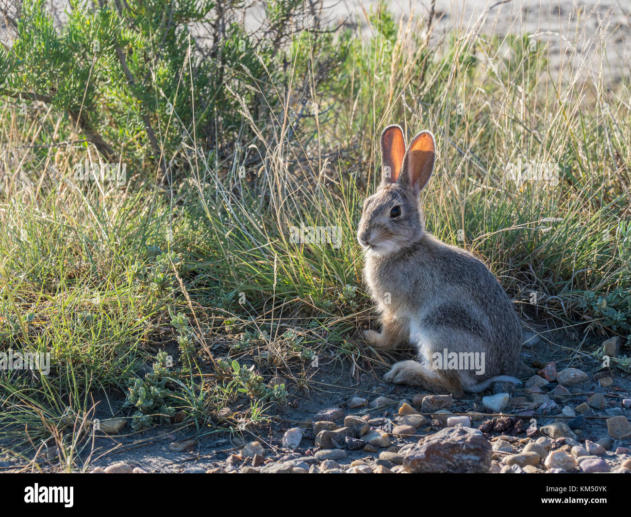 Park rabbit hires stock photography and images Alamy