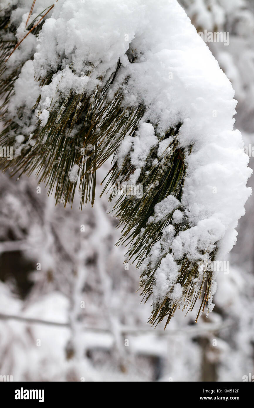 Branches of bushes and trees are covered with a thick layer of snow ...