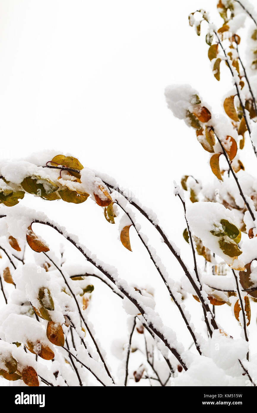 Branches of bushes and trees are covered with a thick layer of snow ...