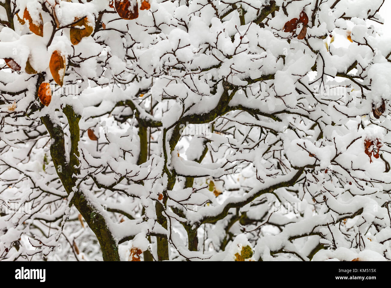 Branches of bushes and trees are covered with a thick layer of snow ...