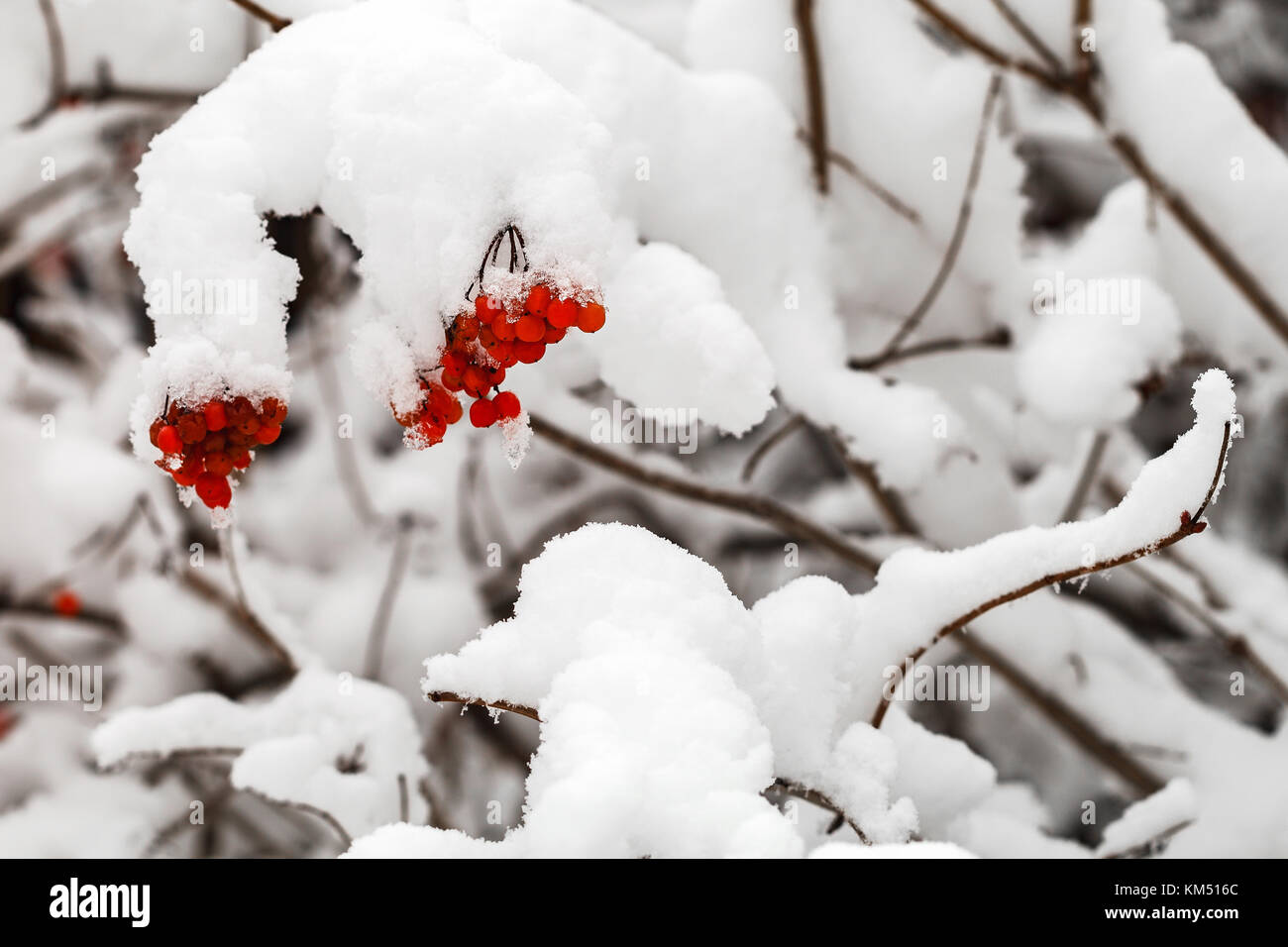 The branches with fruits of red viburnum are covered with snow. Close ...