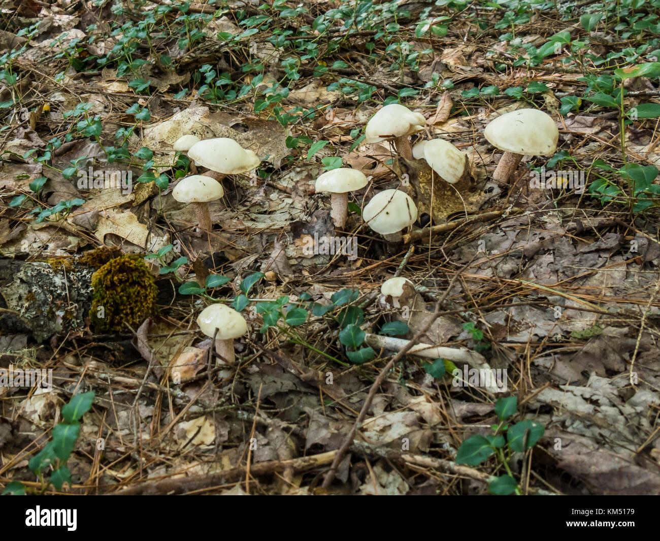 Mushrooms, Mill Falls Trail beside the Mersey River, Kejimkujik
