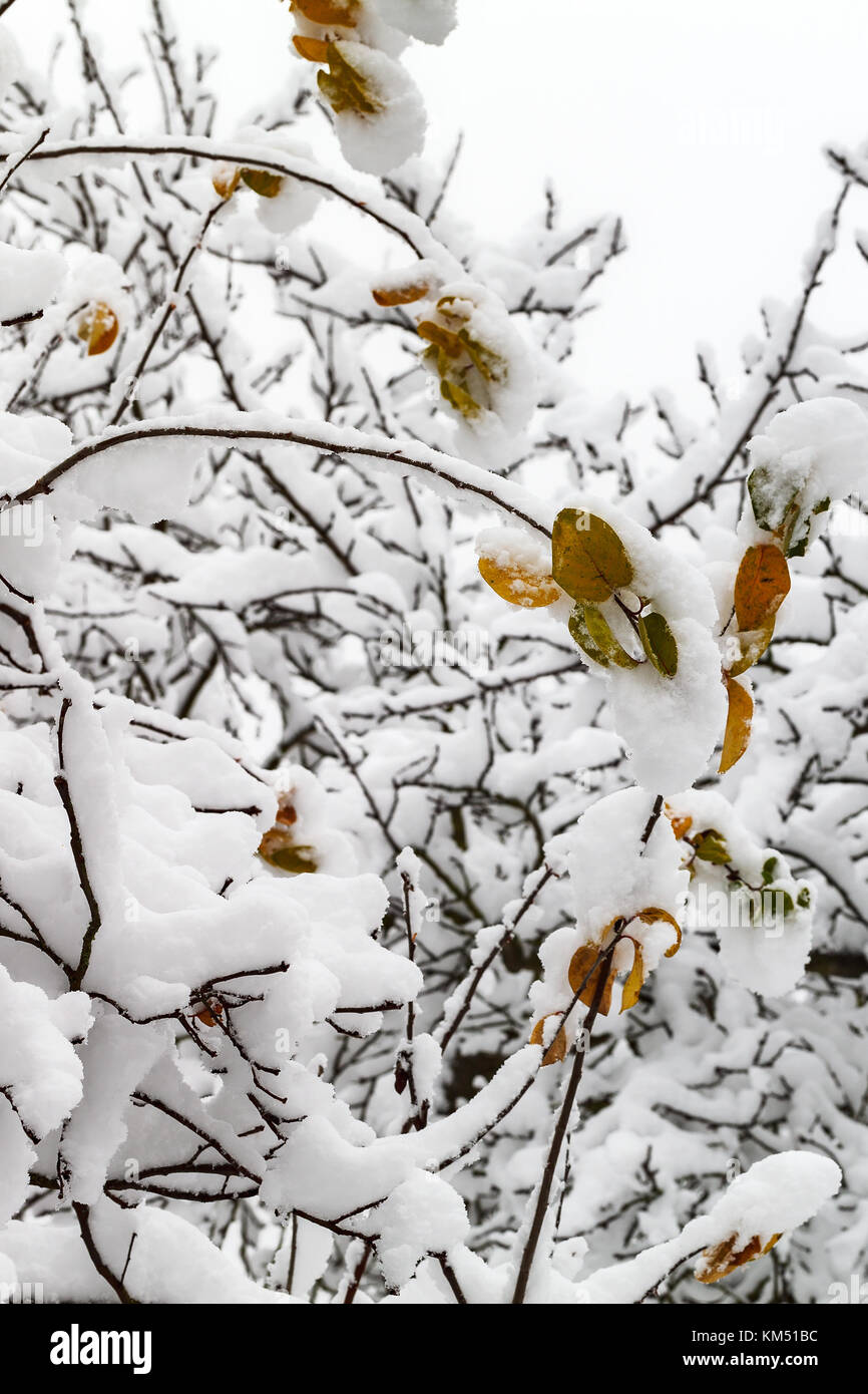 Branches of bushes and trees are covered with a thick layer of snow ...