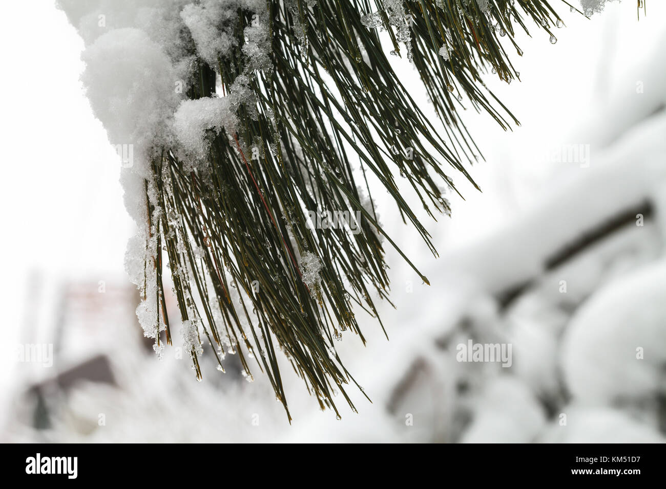 Branches of bushes and trees are covered with a thick layer of snow ...