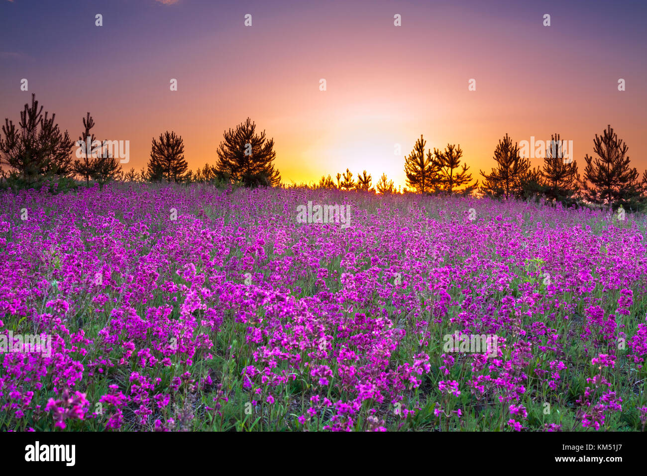 spring wild flowers on a field. summer rural landscape with purple flowers on a meadow and  sunset. blossoming  field wildflowers on sunrise. Stock Photo