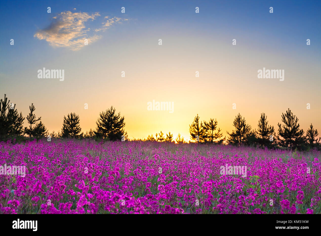 Sun clear sky wildflowers hi-res stock photography and images - Alamy
