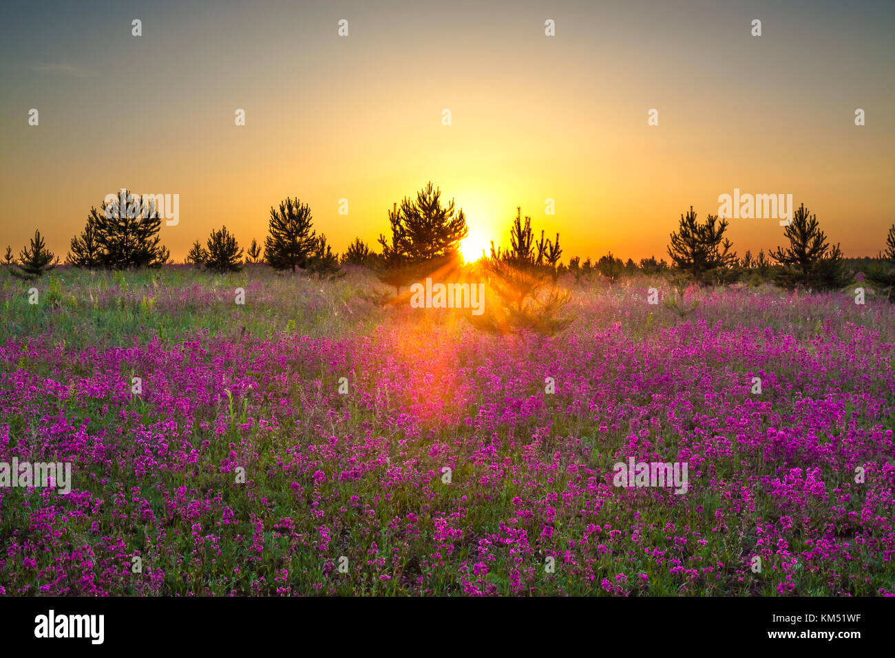 spring wild flowers on a field. summer rural landscape with purple ...