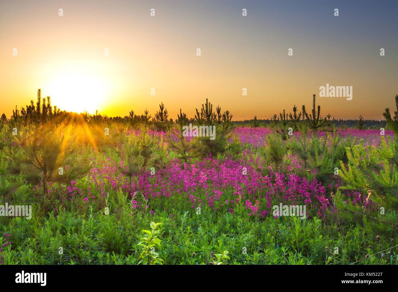spring wild flowers on a field. summer rural landscape with purple ...