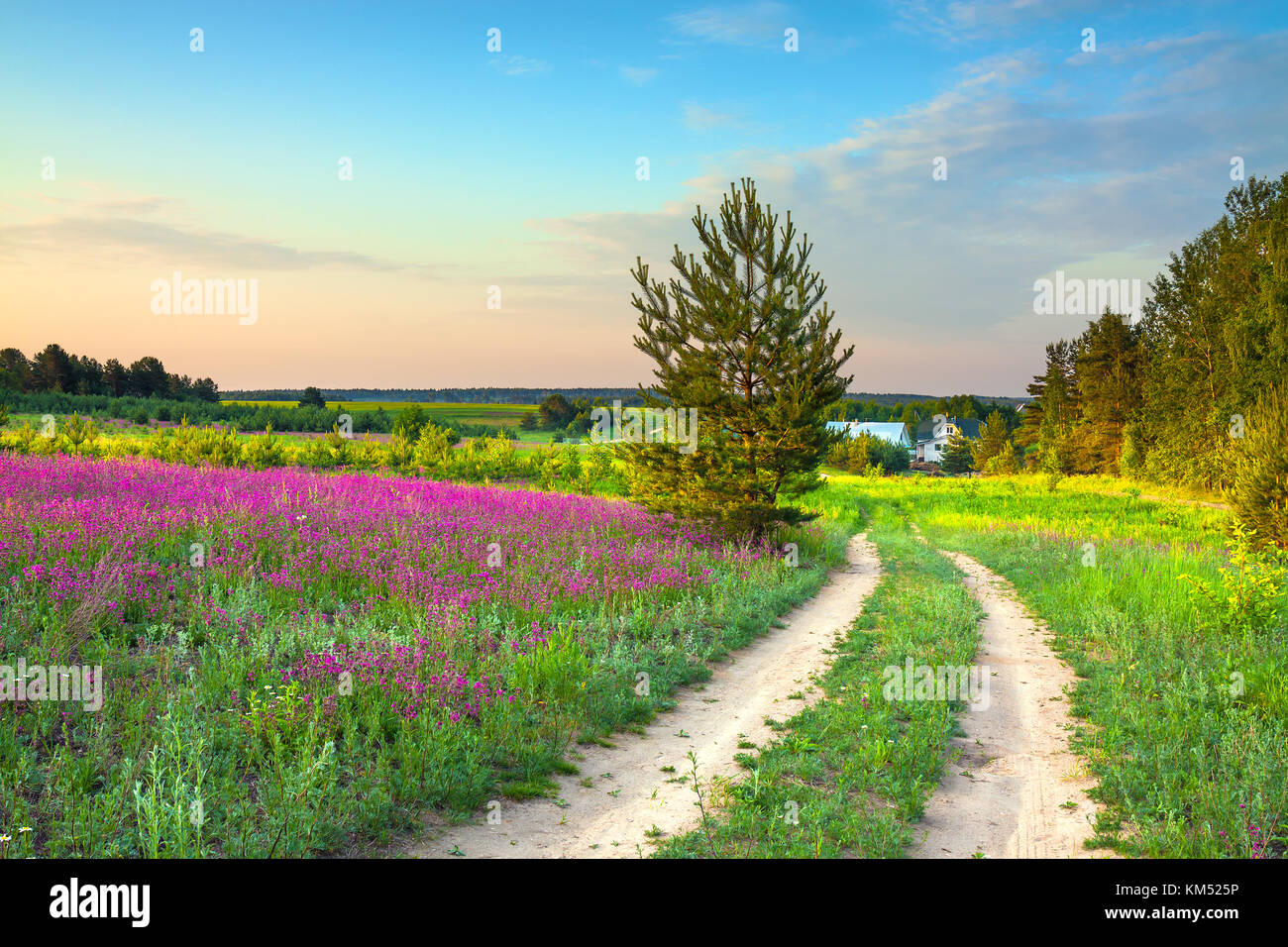 summer rural landscape with a blossoming meadow, road and a farm ...