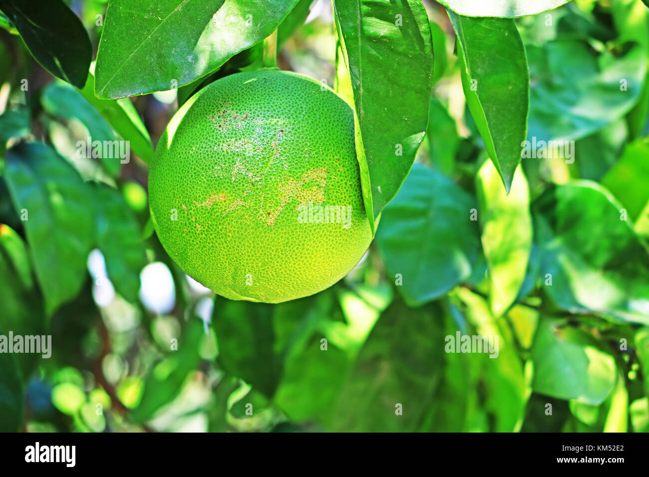 Green orange fruits hanging on tree. Natural background. Citrus