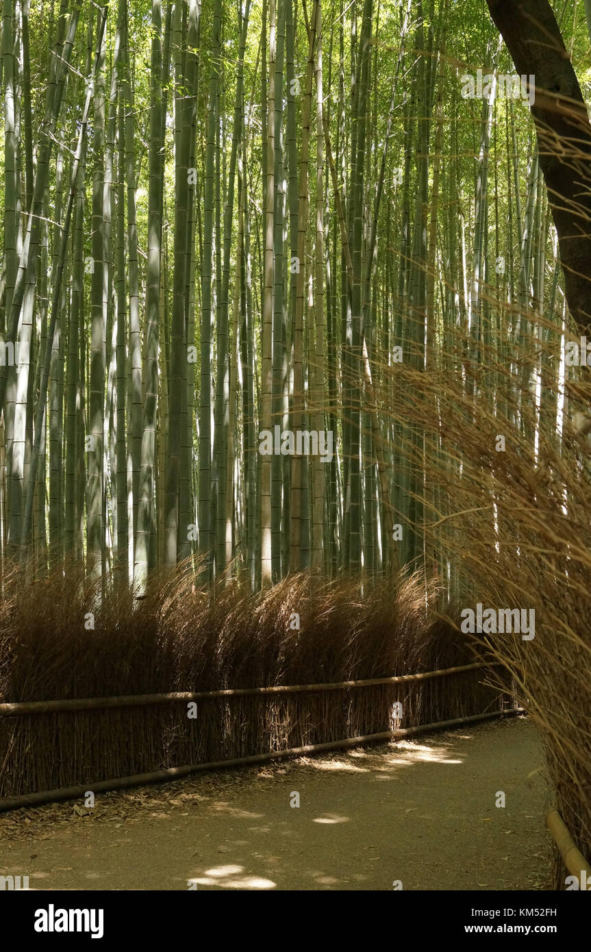 Arashiyama Bamboo Garden, Kyoto Japan Stock Photo Alamy