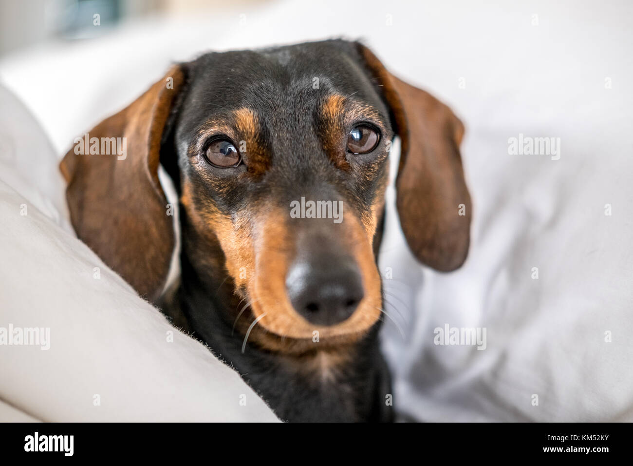 Black and tan miniature dachshund pet dog asleep in bed Stock Photo