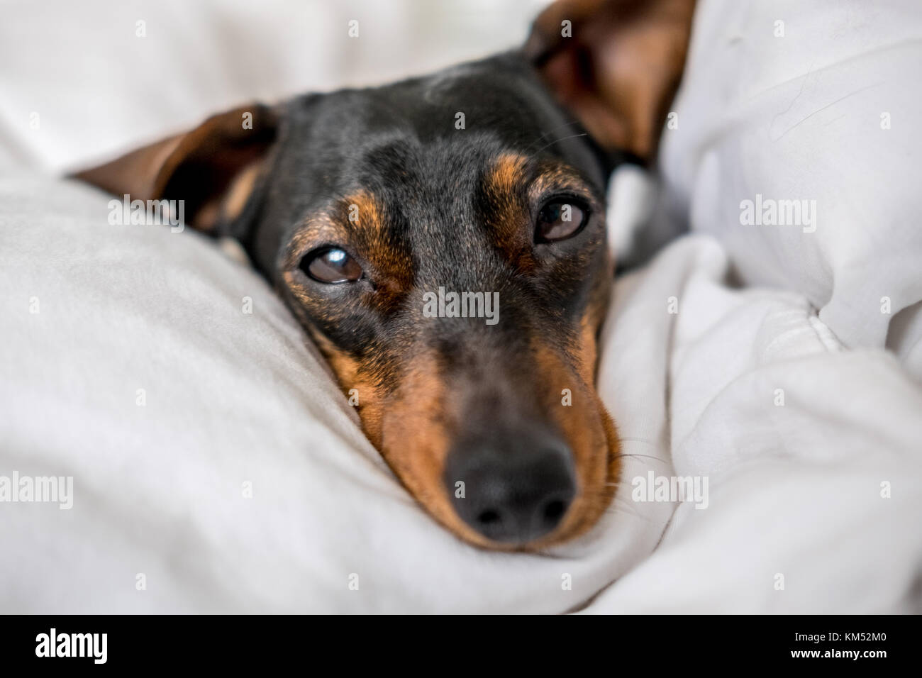 Black and tan miniature dachshund pet dog asleep in bed Stock Photo Alamy