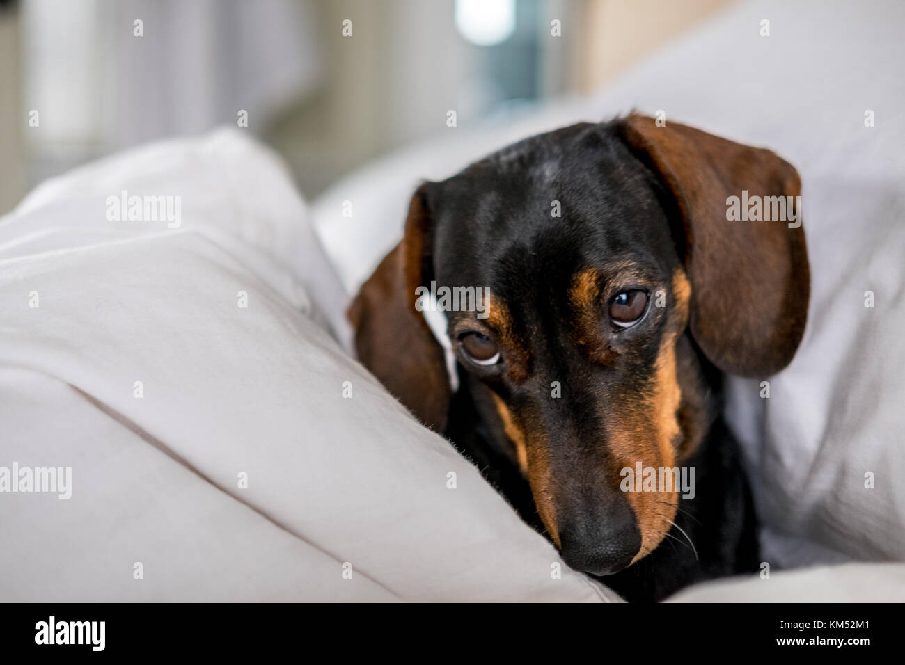 Black and tan miniature dachshund pet dog asleep in bed Stock Photo Alamy