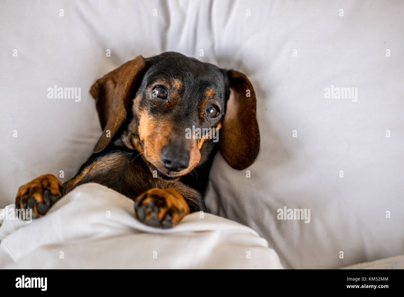 Miniature dachshund beds cheap