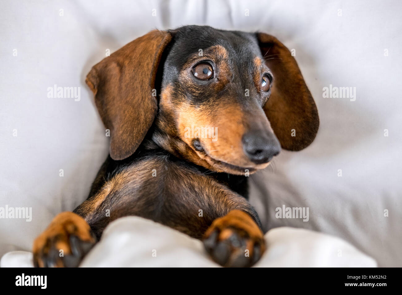 Black and tan miniature dachshund pet dog asleep in bed Stock Photo Alamy