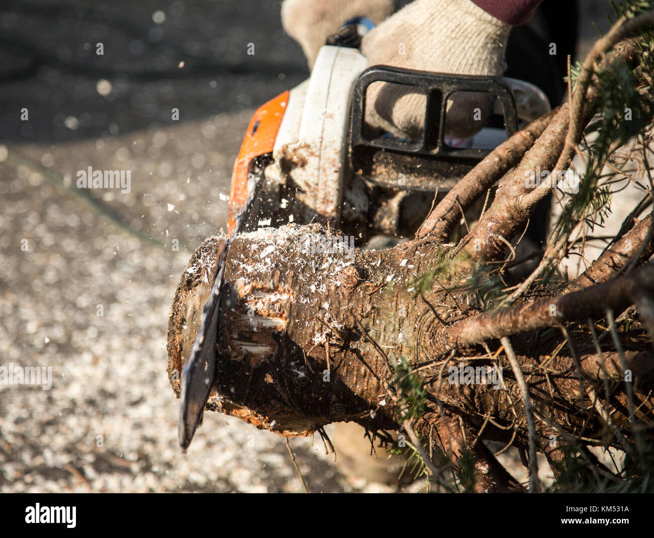 Man cutting the trunk of a Christmas tree Stock Photo Alamy