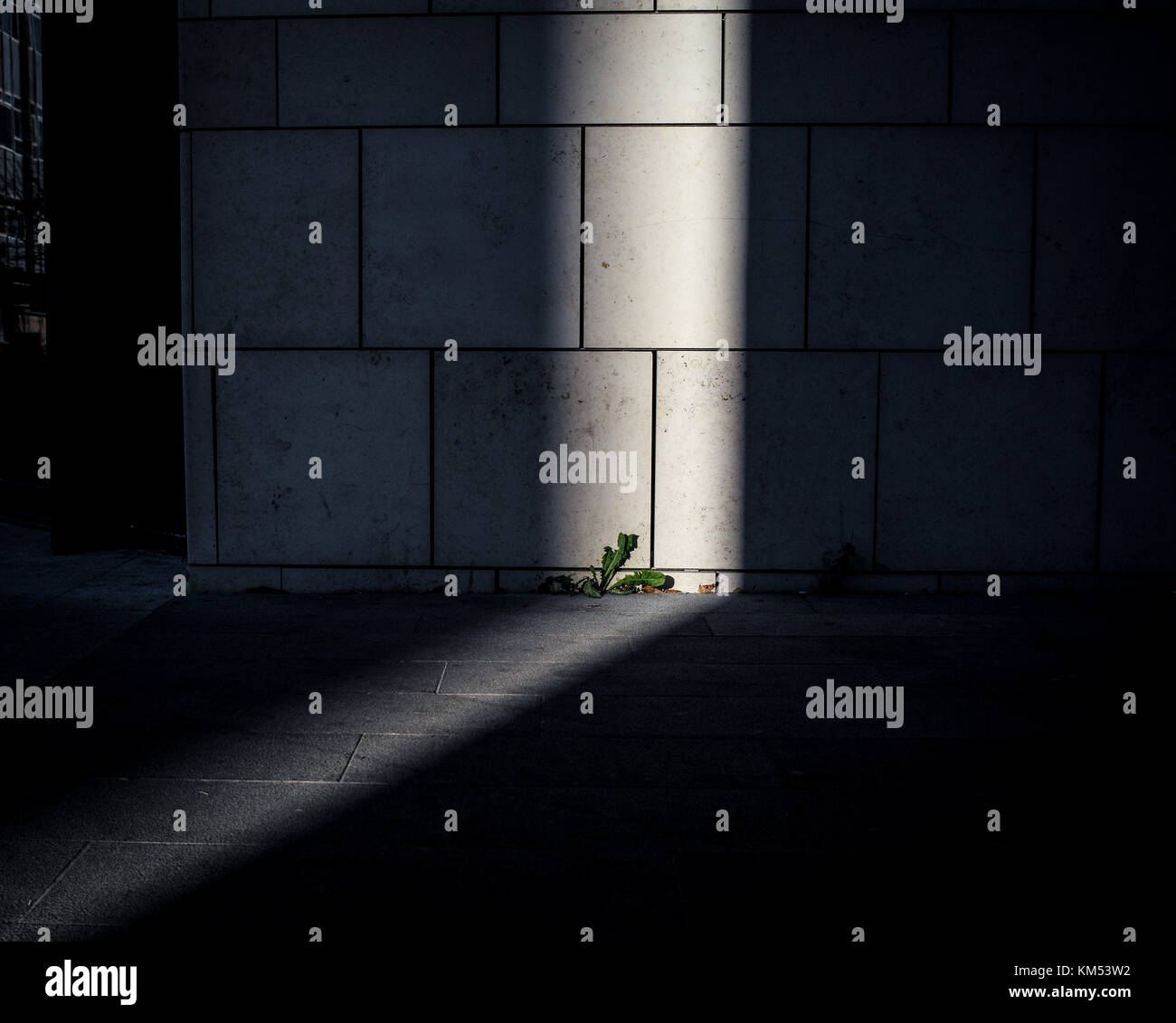 A single weed grows in crack of pavement as a streak of light highlights it Stock Photo