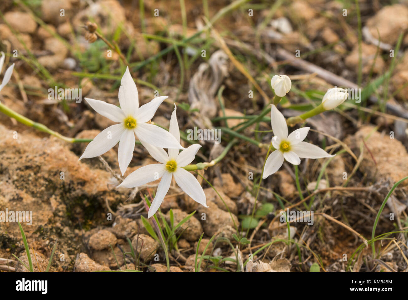 Narcissus obsoletus (also called Narcissus serotinus) growing in the wild in Cyprus during autumn Stock Photo