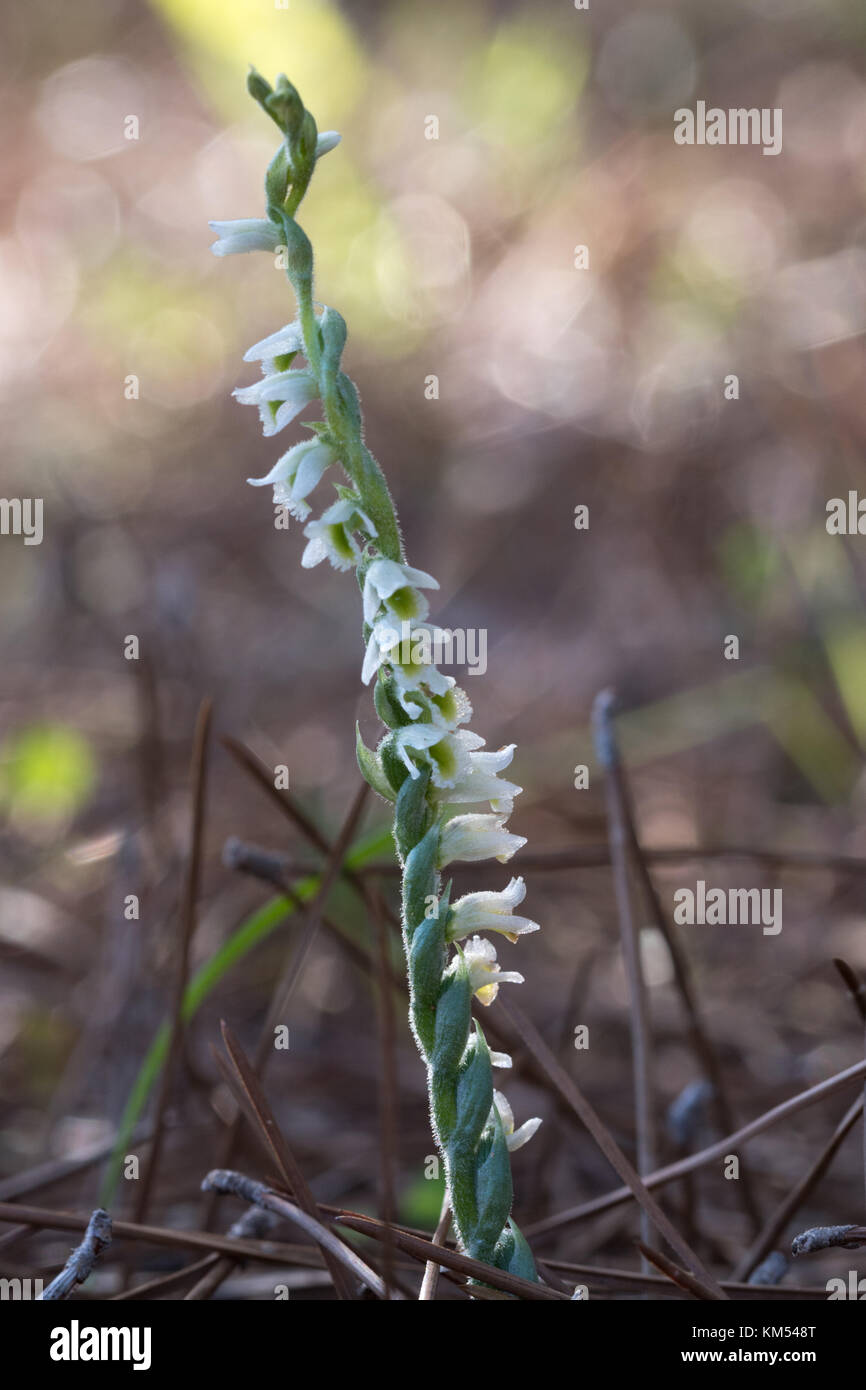 Close-up of autumn ladys tresses wildflower (Spiranthes spiralis) in Cyprus Stock Photo