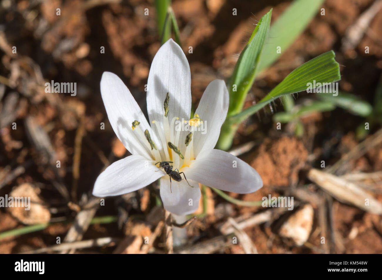 Close-up of flower of Colchicum pusillum with an ant, growing in the wild in Cyprus Stock Photo