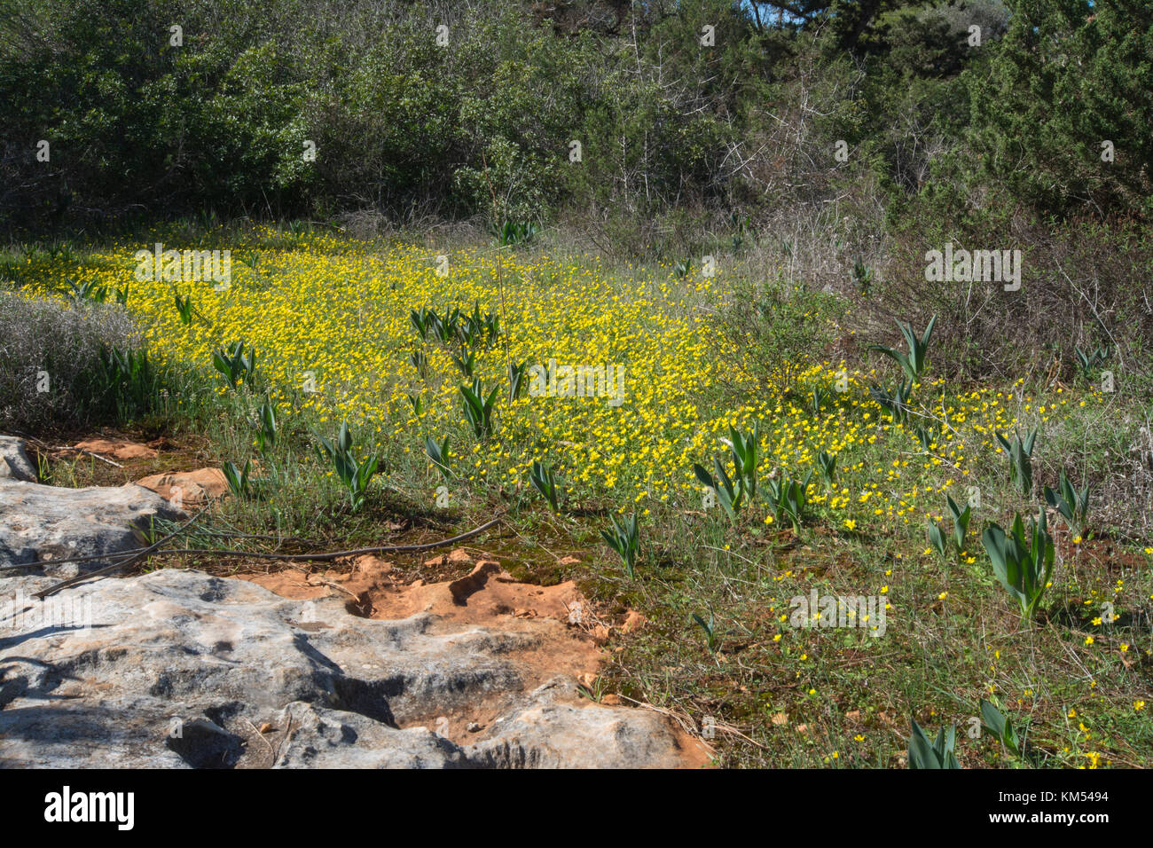 Limestone pavement scenery in the Pegeia Forest in Cyprus with a carpet of Ranunculus bullatus (autumn buttercups) Stock Photo