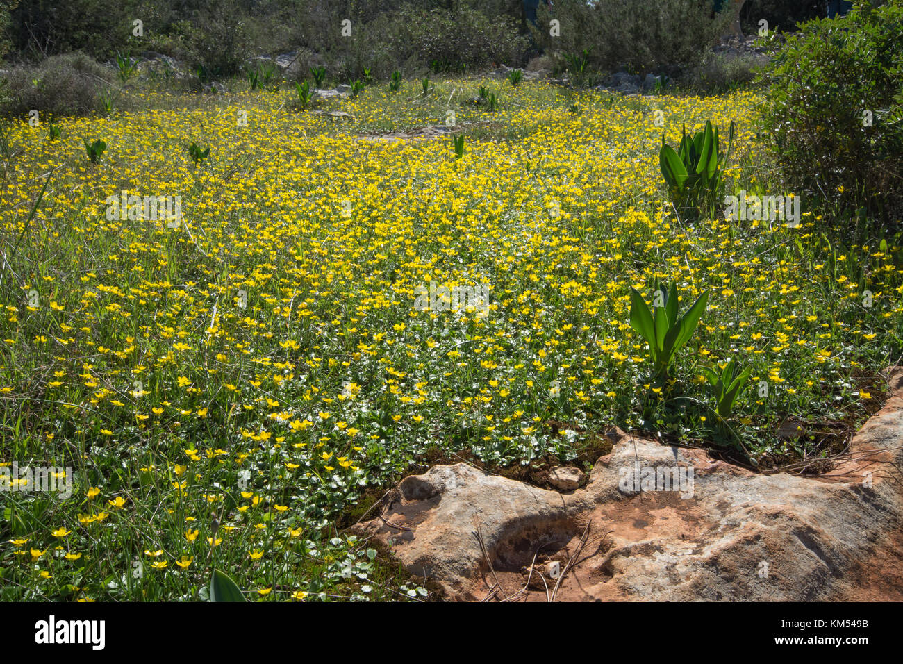 Limestone pavement scenery in the Pegeia Forest in Cyprus with a carpet of Ranunculus bullatus (autumn buttercups) Stock Photo