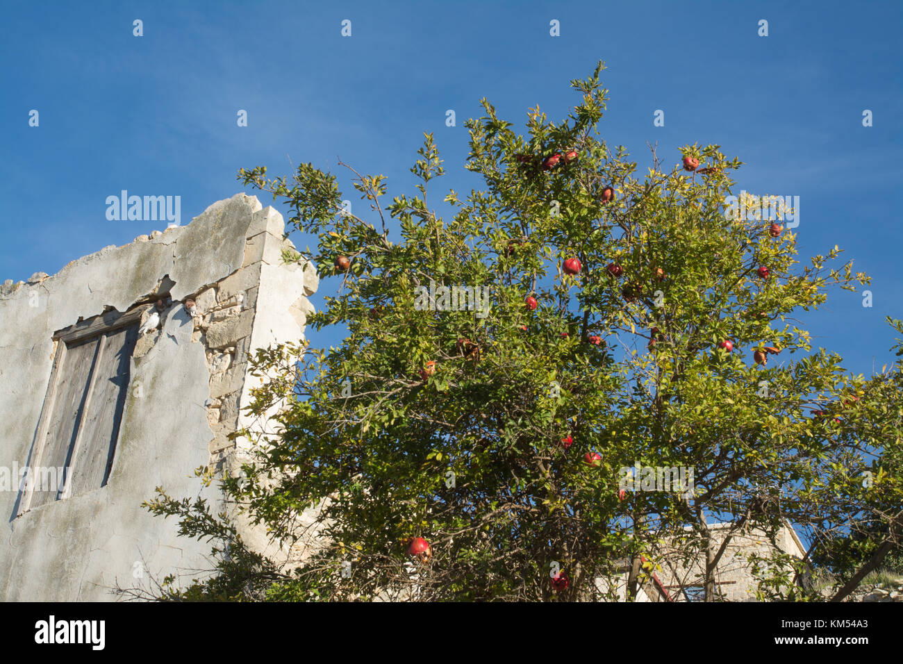 Pomegranate tree (Punica granatum) with red fruit in a village in Cyprus Stock Photo