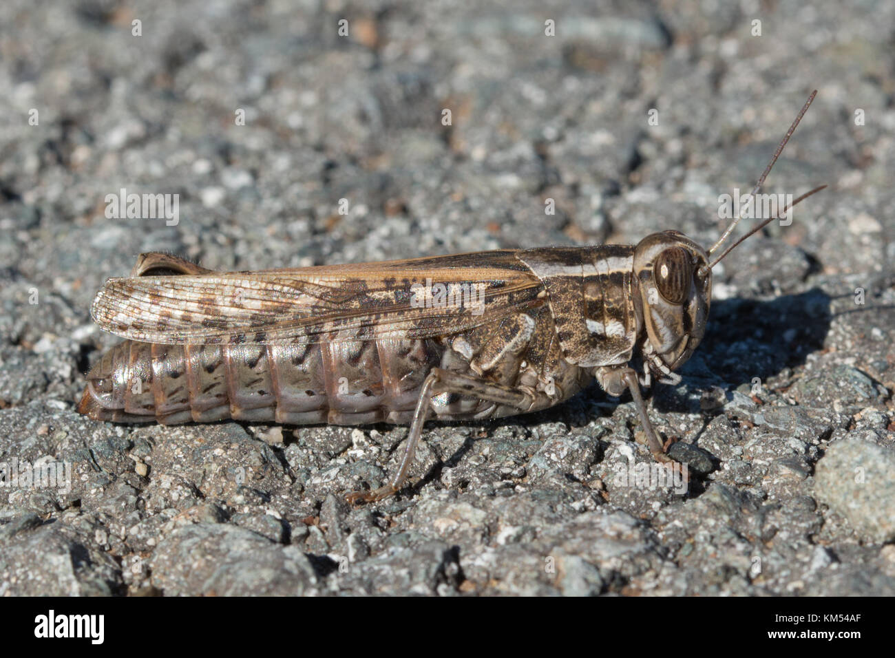 Barbarian hires stock photography and images Alamy