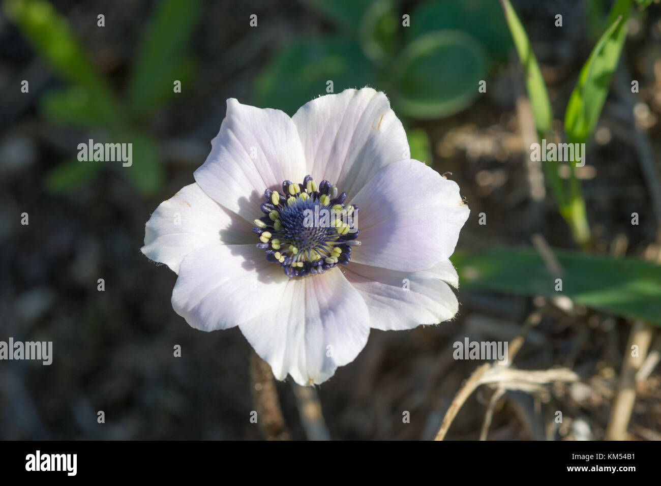 Close-up of wild Anemone coronaria (crown anemone) flower in Cyprus Stock Photo