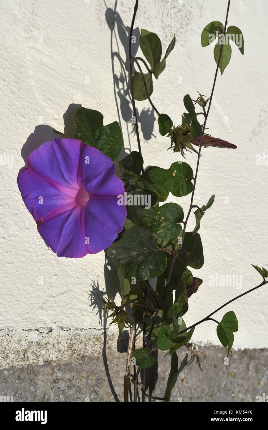 convolvulus;purple;flower;sintra;portugal Stock Photo