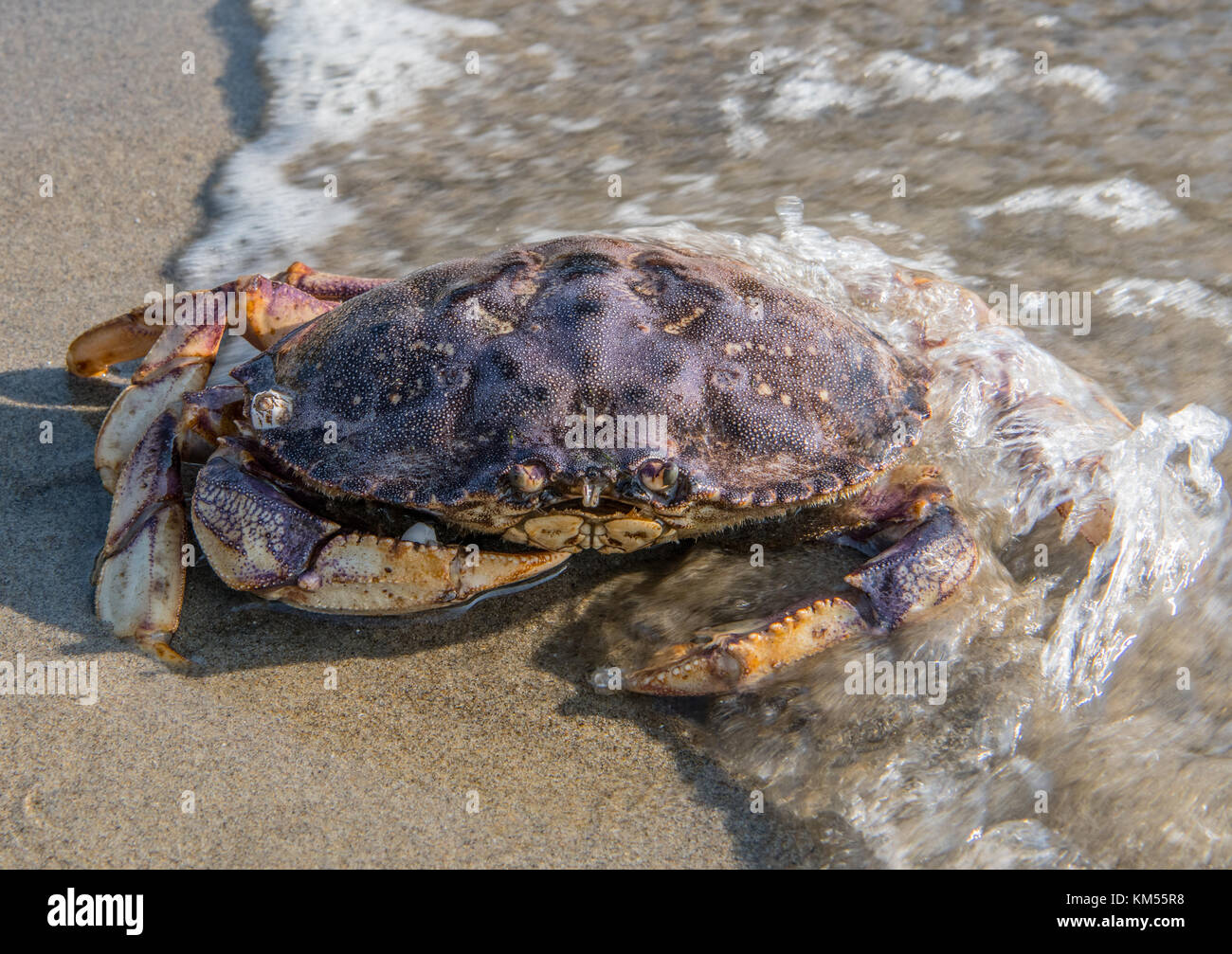 Oregon shore crab hi-res stock photography and images - Alamy